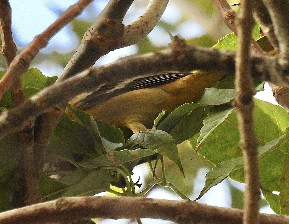 Baltimore Oriole - ML625443811