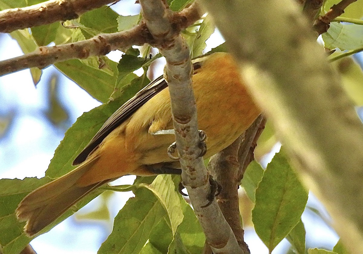 Baltimore Oriole - ML625443812