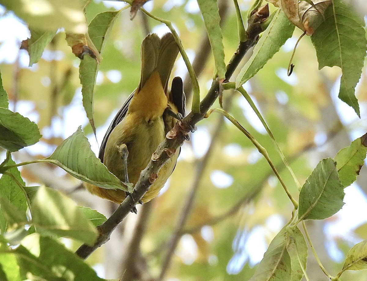 Baltimore Oriole - ML625443814