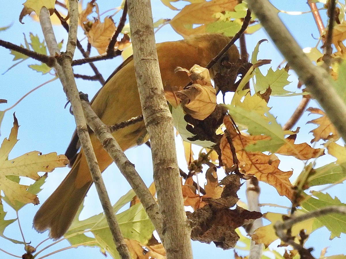 Baltimore Oriole - ML625443815