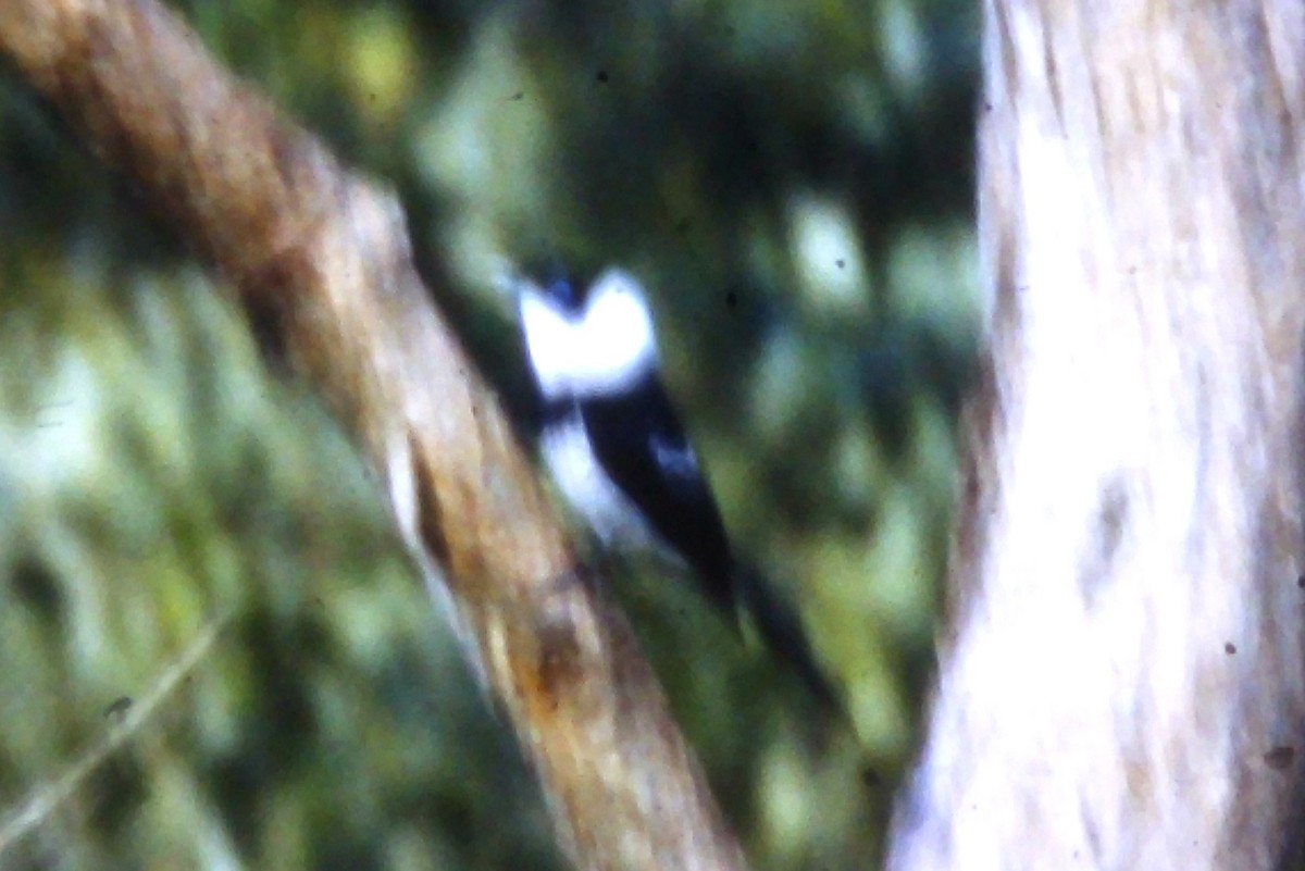 Pied Monarch - ML625444072