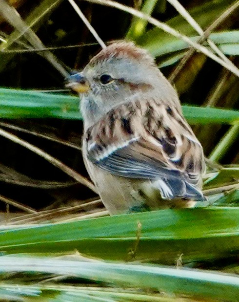 American Tree Sparrow - ML625444244