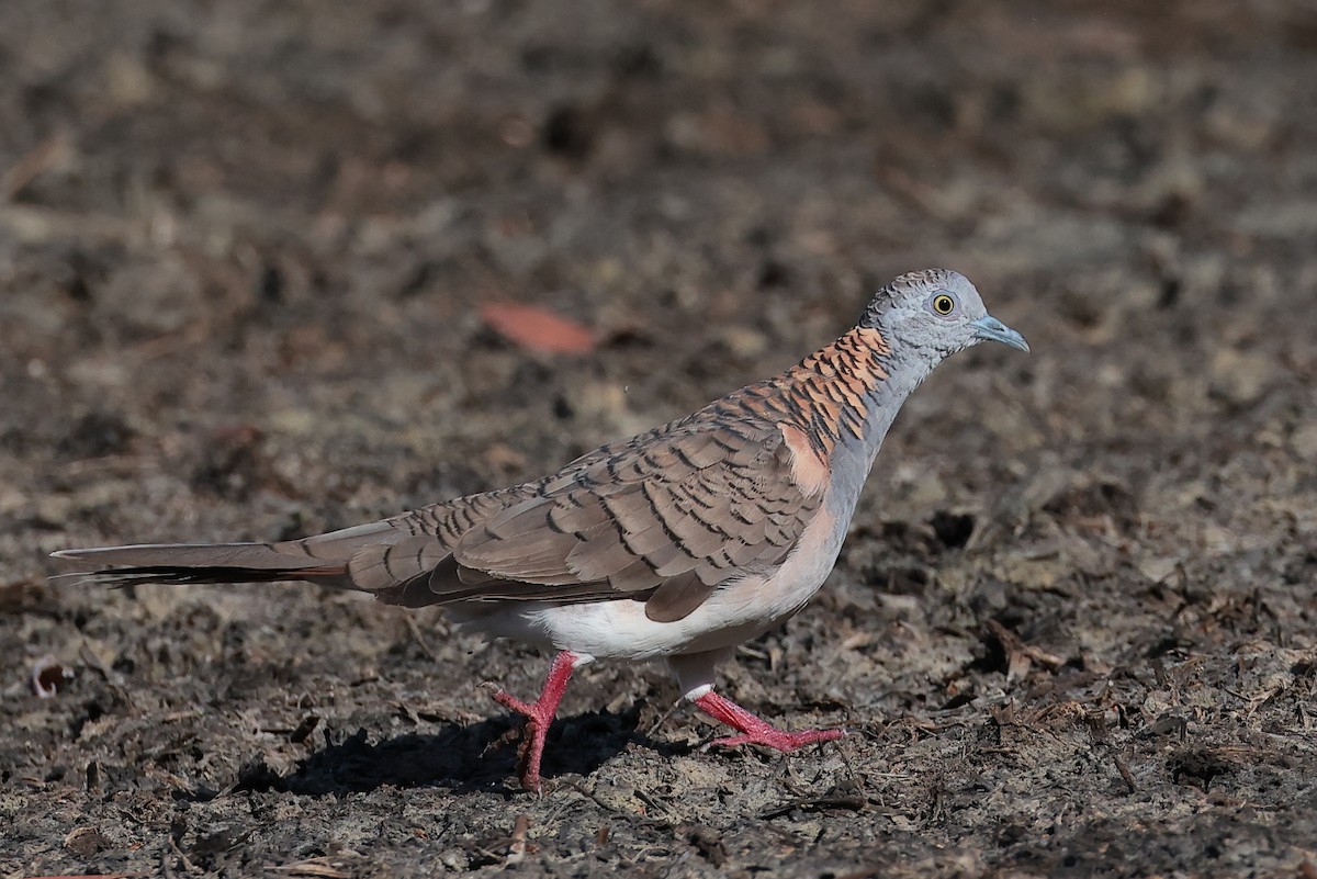 Bar-shouldered Dove - ML625444252