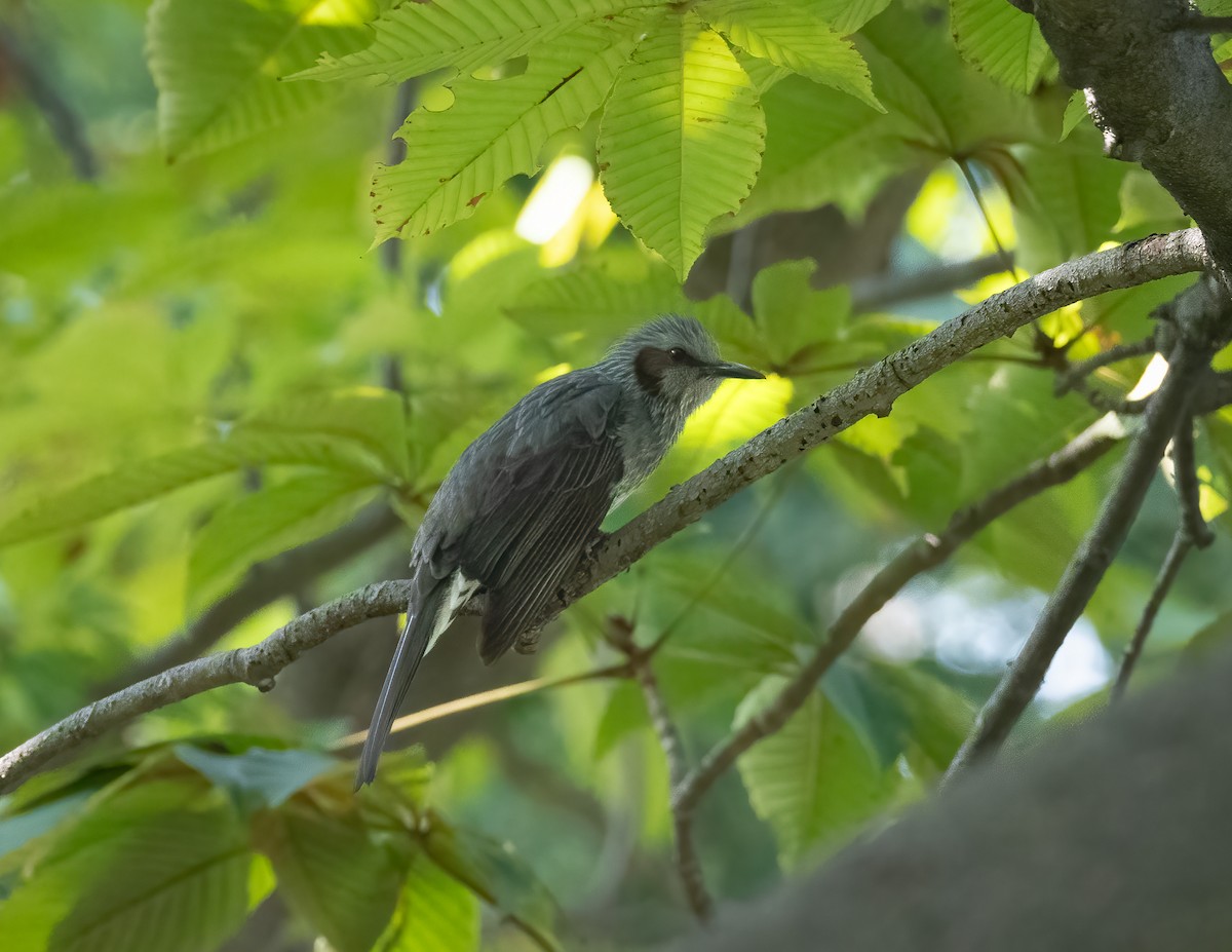 Bulbul à oreillons bruns - ML625444328