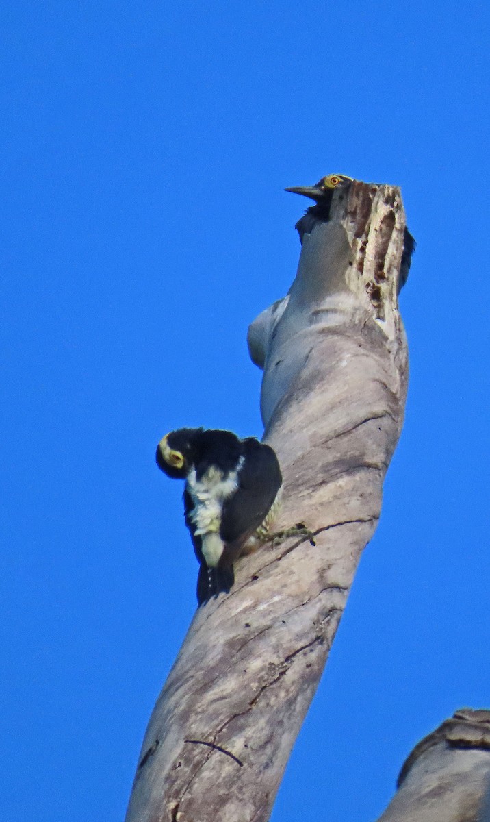 Yellow-tufted Woodpecker - ML625444343