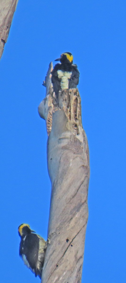Yellow-tufted Woodpecker - ML625444349