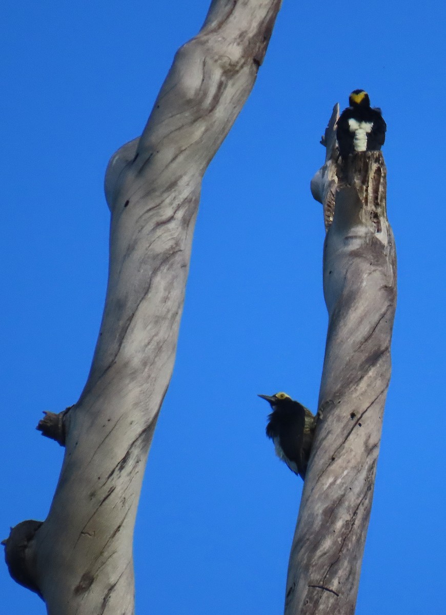 Yellow-tufted Woodpecker - ML625444351
