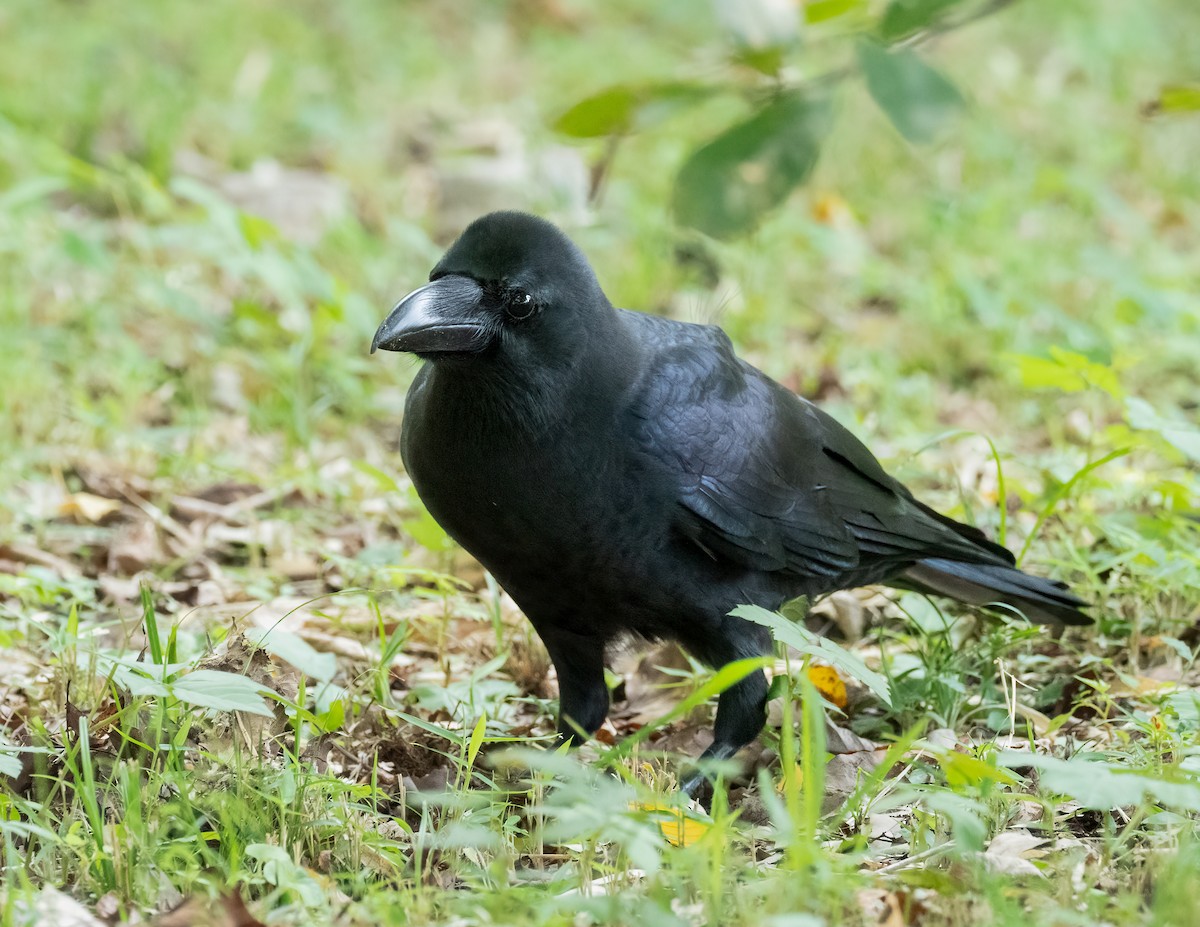 Corbeau à gros bec - ML625444357