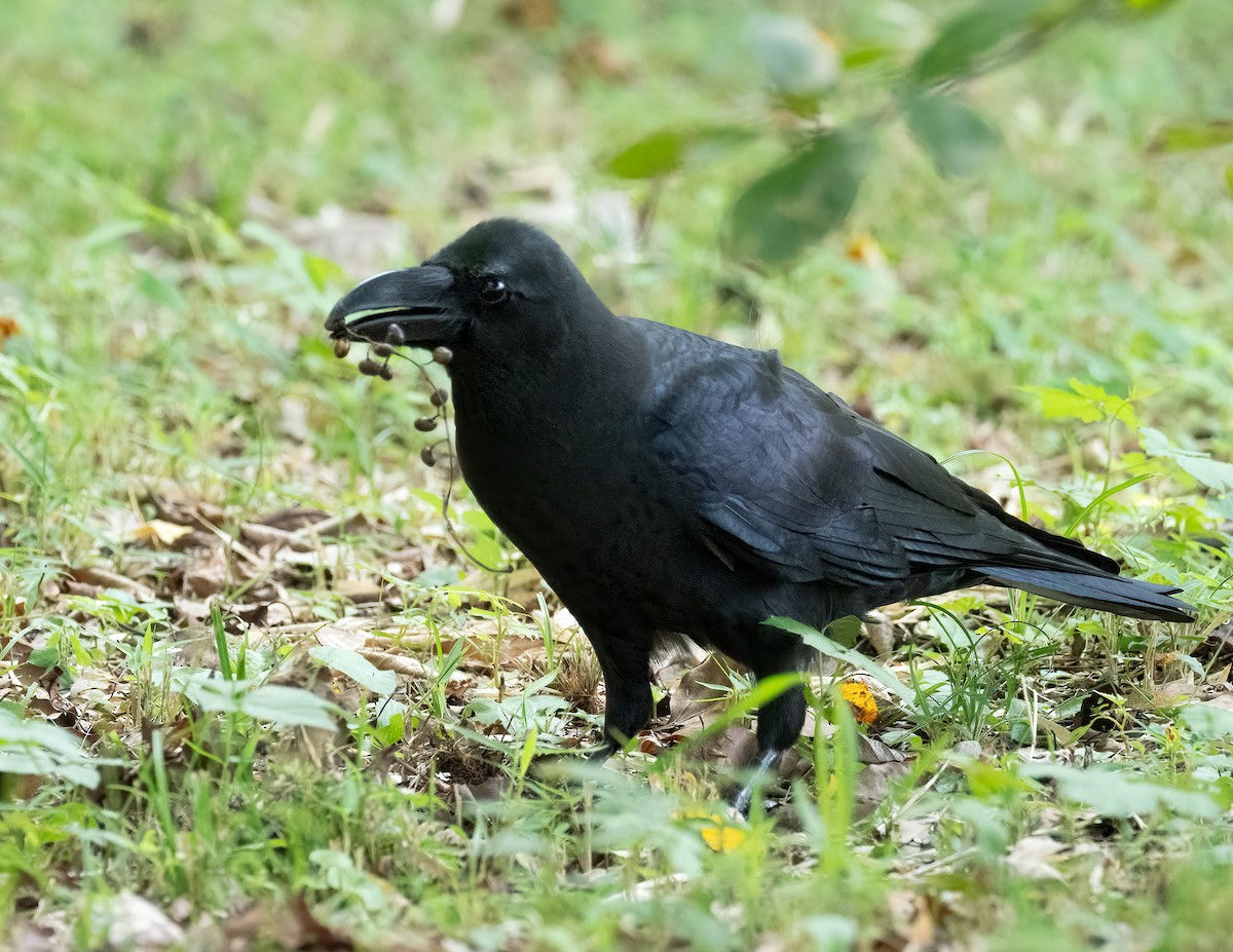 Corbeau à gros bec - ML625444358