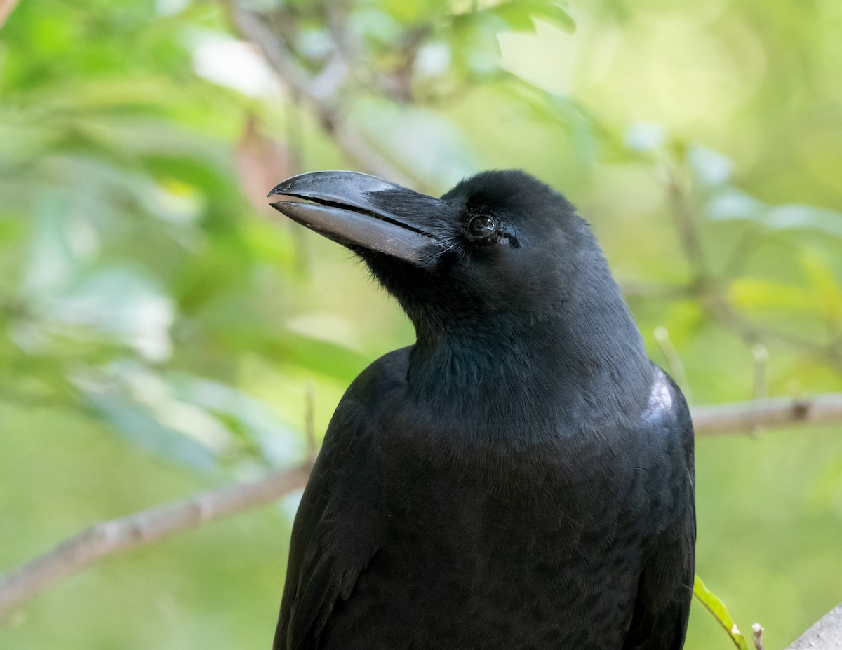 Corbeau à gros bec - ML625444359