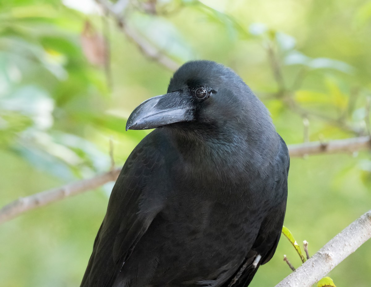 Corbeau à gros bec - ML625444361