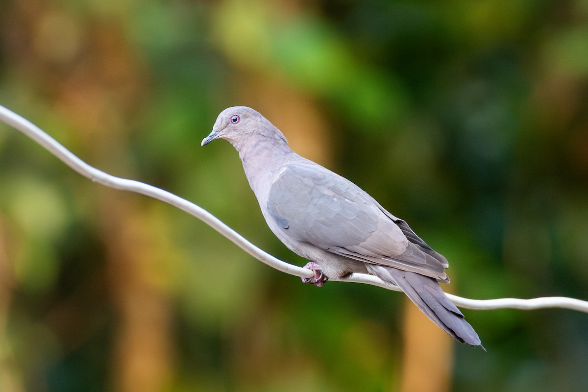 Plumbeous Pigeon - ML625444486