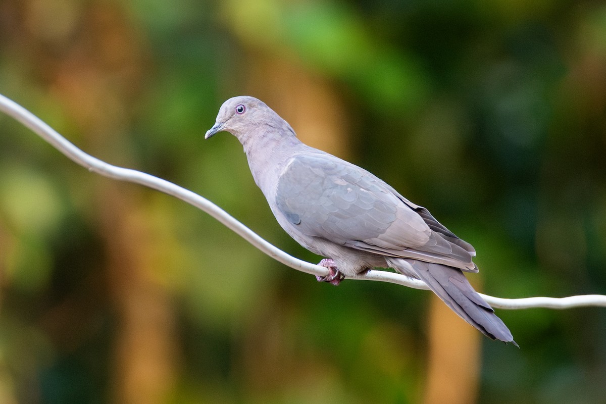 Plumbeous Pigeon - ML625444487