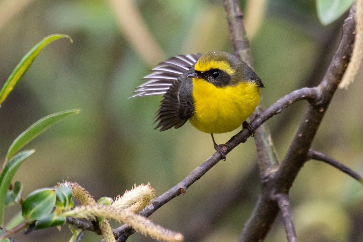 Yellow-bellied Fairy-Fantail - ML625444488