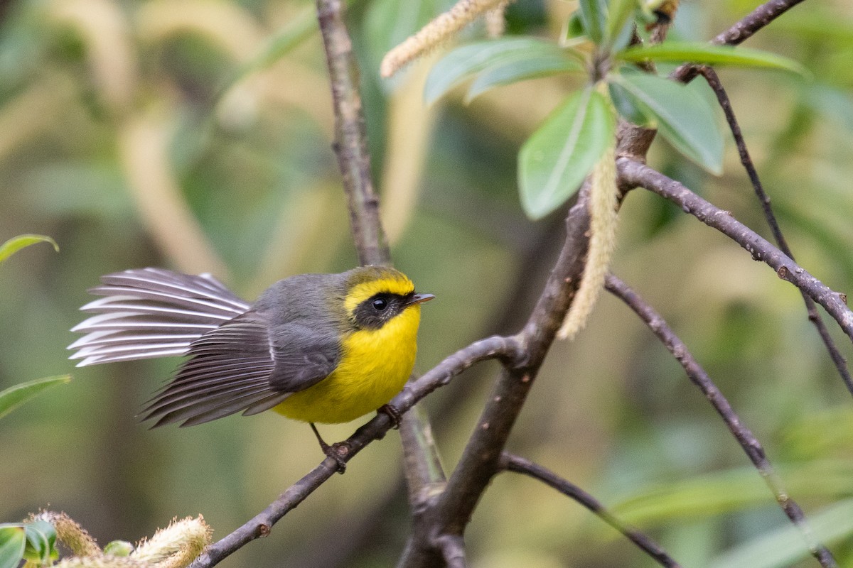 Yellow-bellied Fairy-Fantail - ML625444489