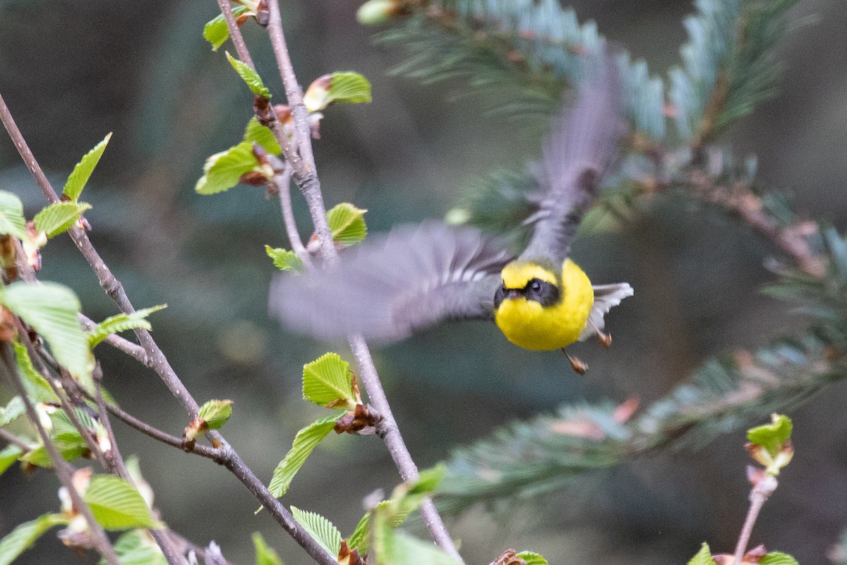 Yellow-bellied Fairy-Fantail - ML625444512