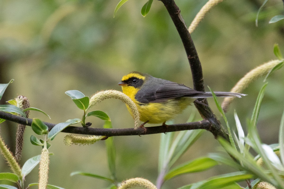 Yellow-bellied Fairy-Fantail - ML625444513