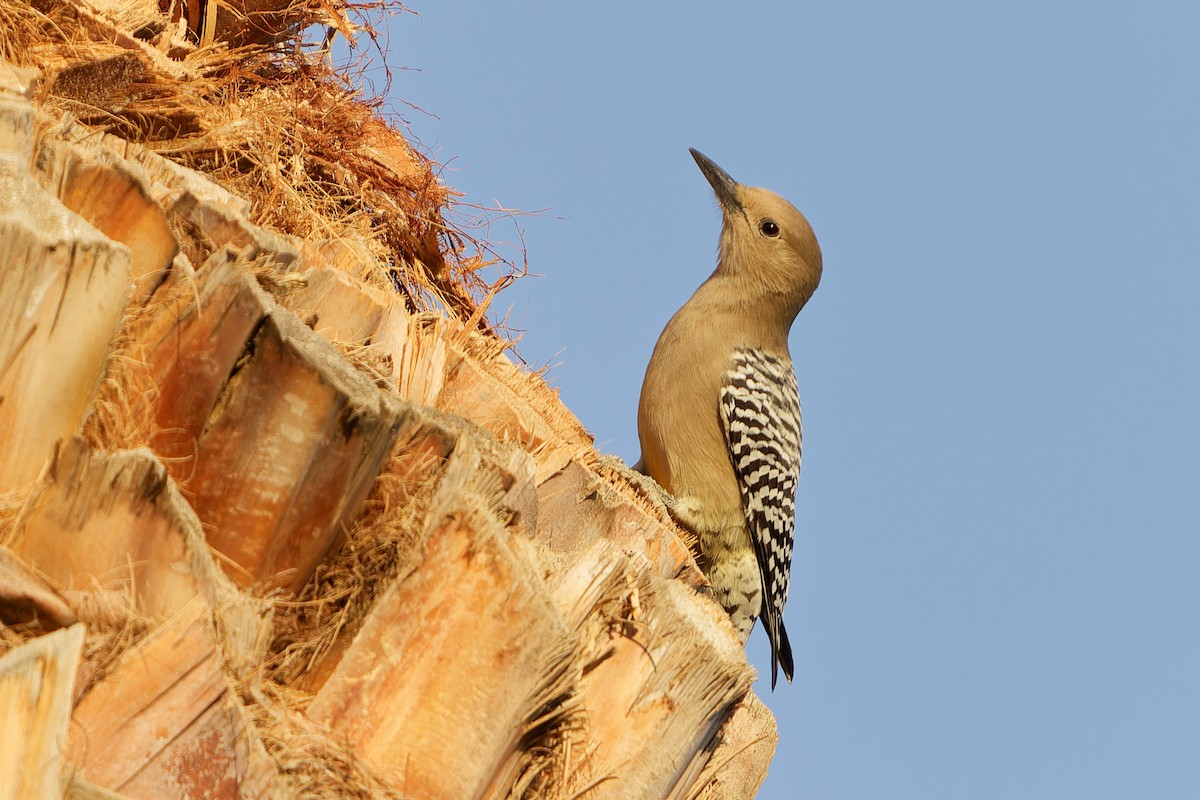 Gila Woodpecker - ML625444558