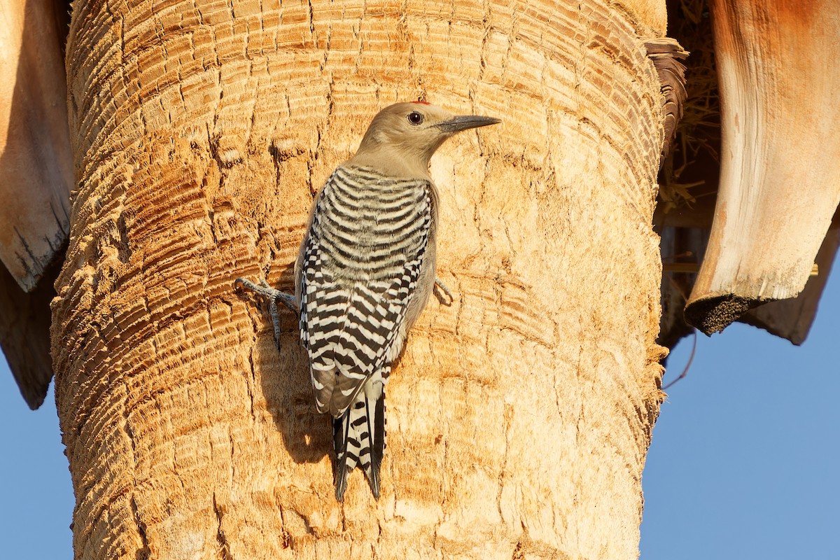 Gila Woodpecker - Jonathan Casanova