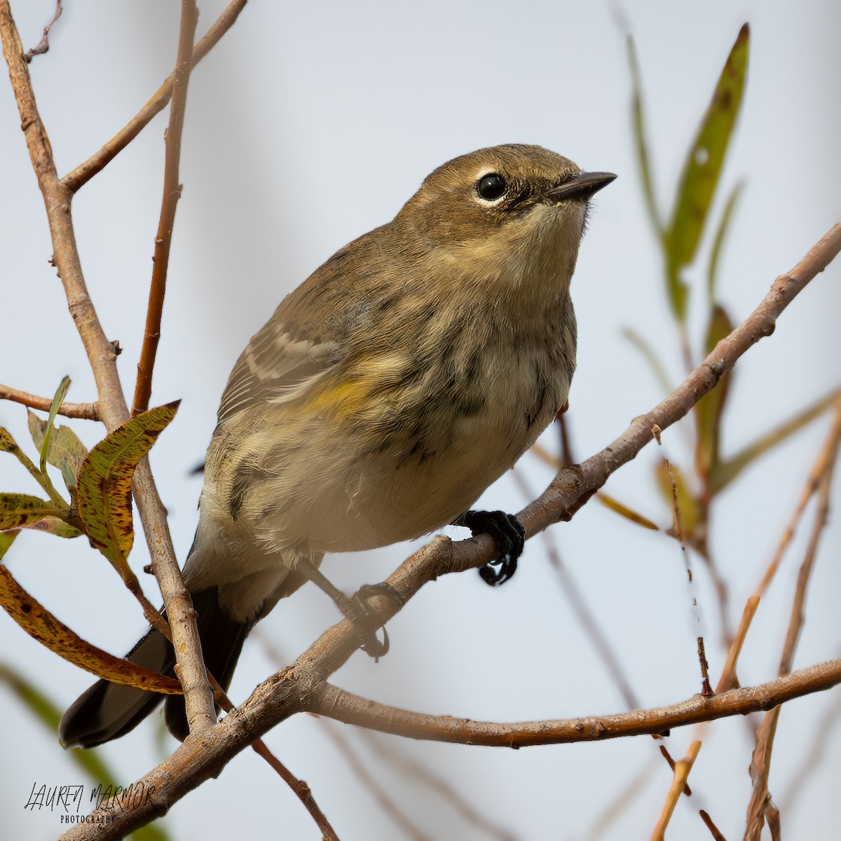 Yellow-rumped Warbler - ML625444566
