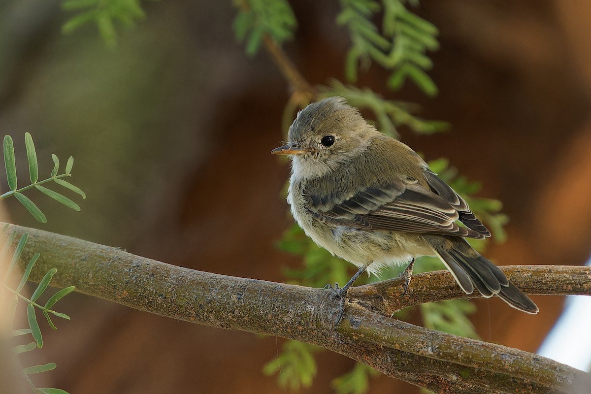 Gray Flycatcher - ML625444571