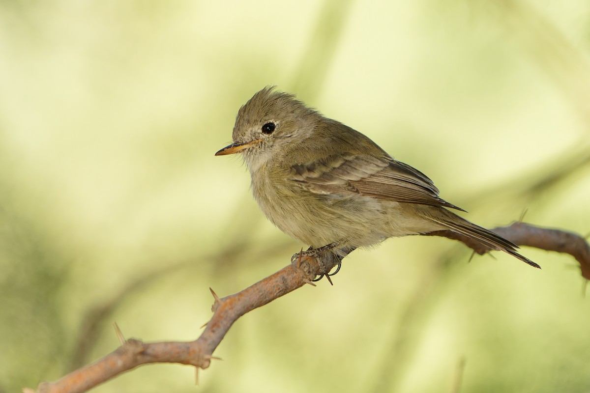 Gray Flycatcher - ML625444574