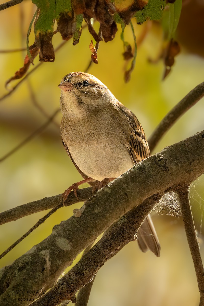 Chipping Sparrow - ML625444586