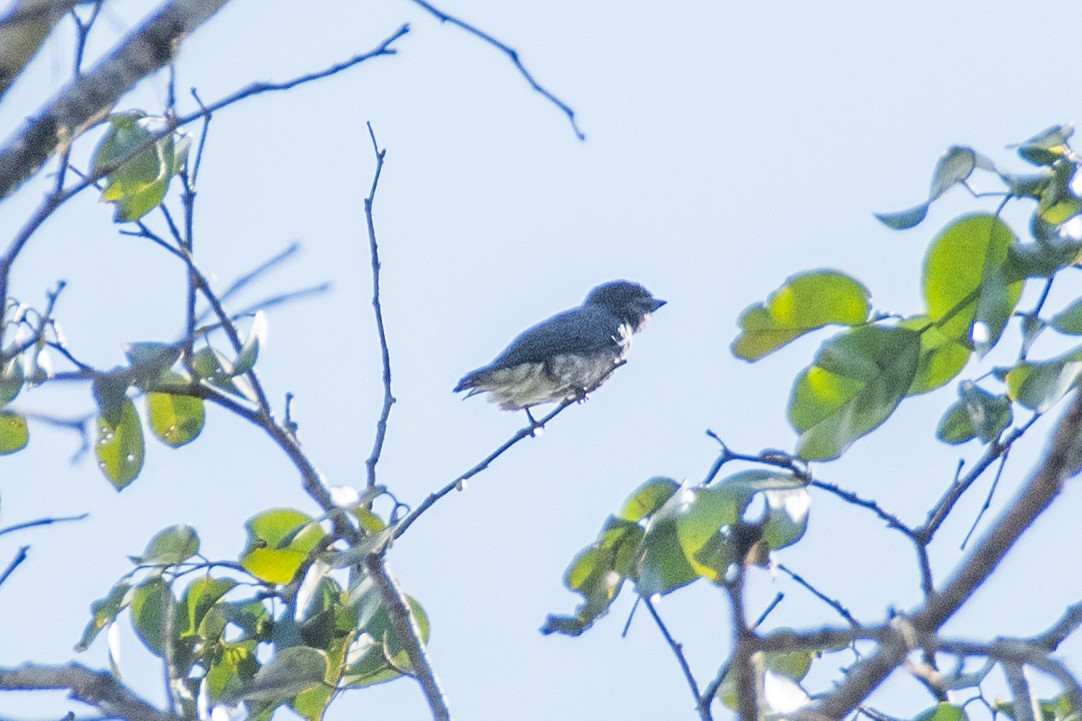 Dusky Purpletuft - Cody Limber