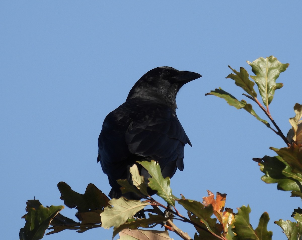 American Crow - Kristin Diekmeyer