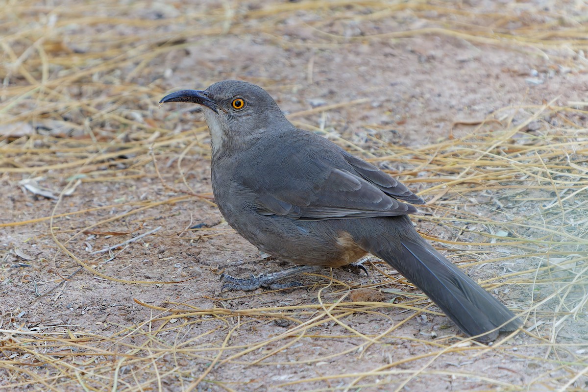 Curve-billed Thrasher - ML625444624