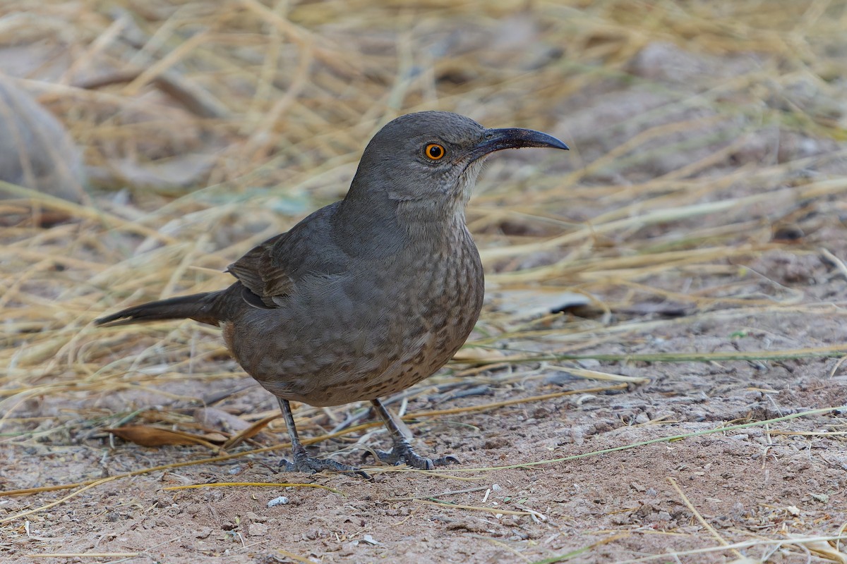 Curve-billed Thrasher - ML625444625