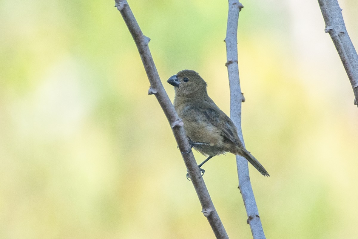 Wing-barred Seedeater (Wing-barred) - ML625444626