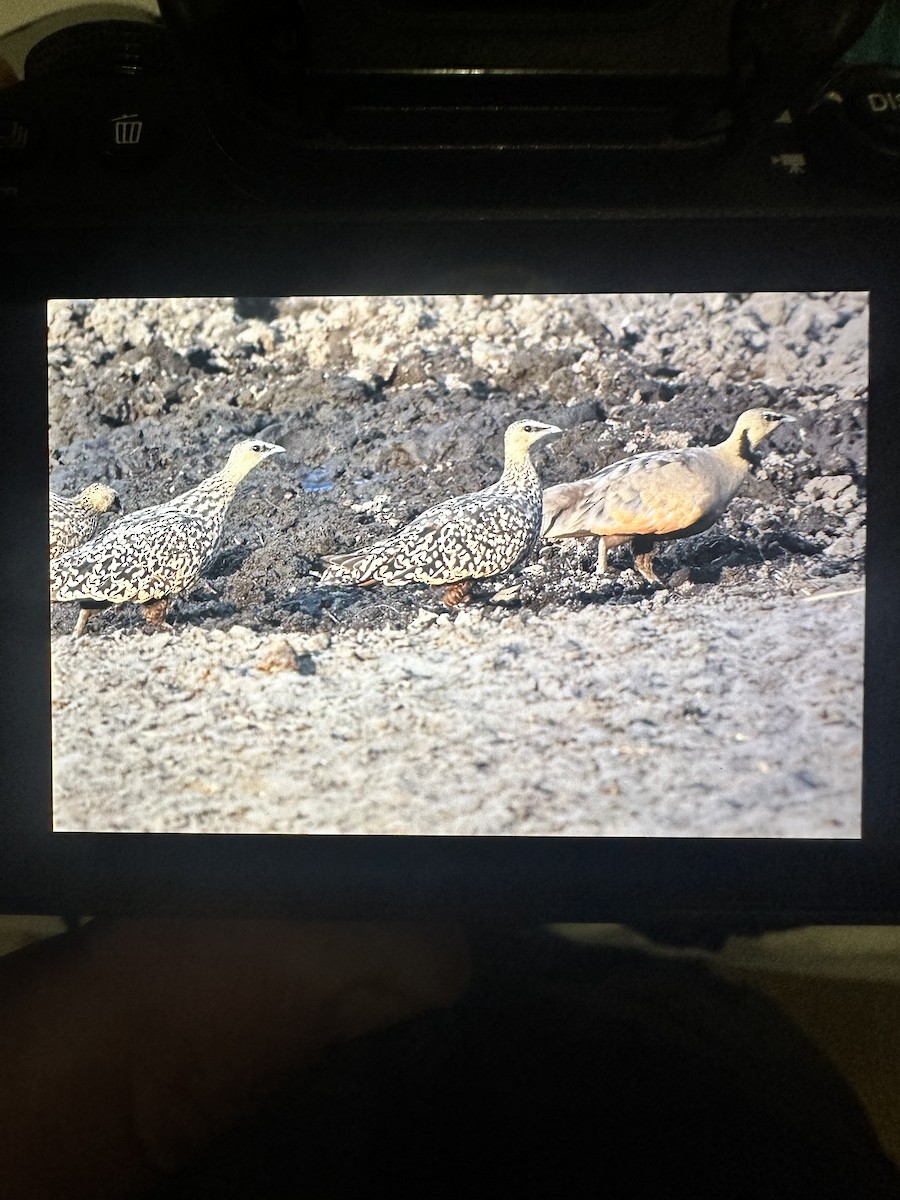 Yellow-throated Sandgrouse - ML625444668