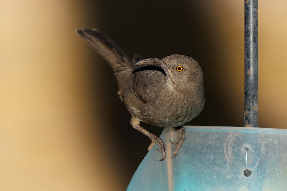 Curve-billed Thrasher - ML625444671