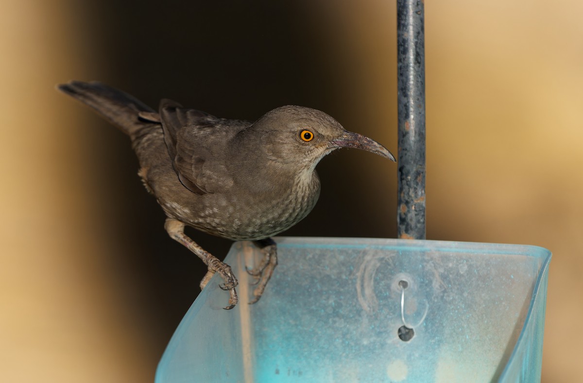 Curve-billed Thrasher - ML625444673