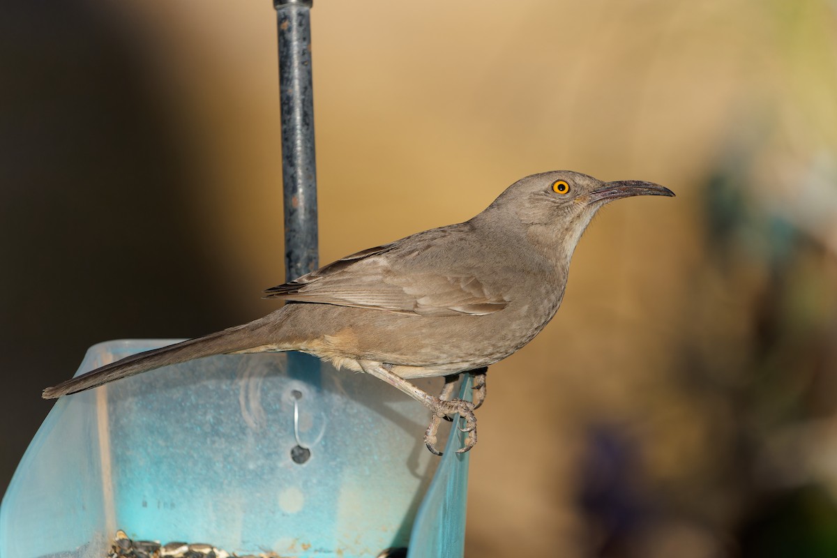 Curve-billed Thrasher - ML625444682