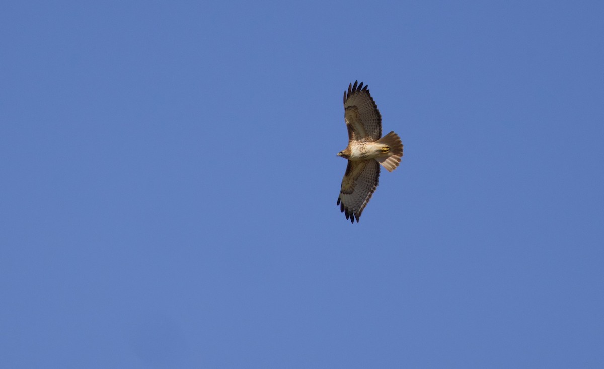Red-tailed Hawk - ML625444736