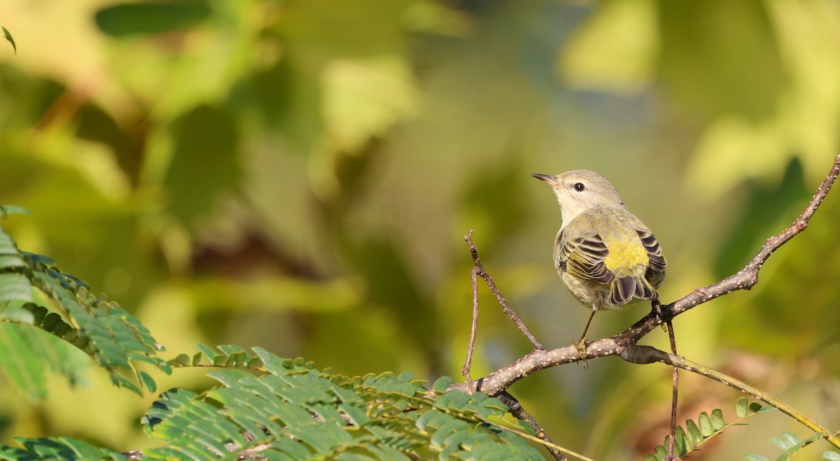 Cape May Warbler - ML625444766