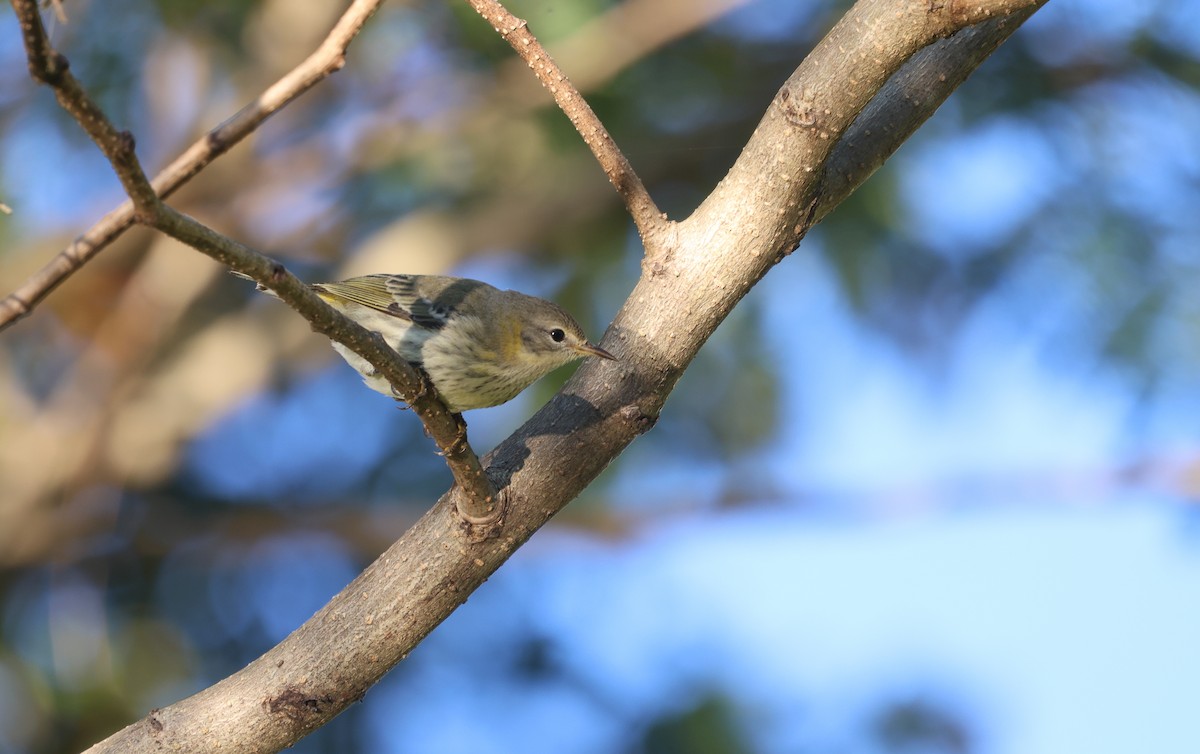 Cape May Warbler - ML625444767