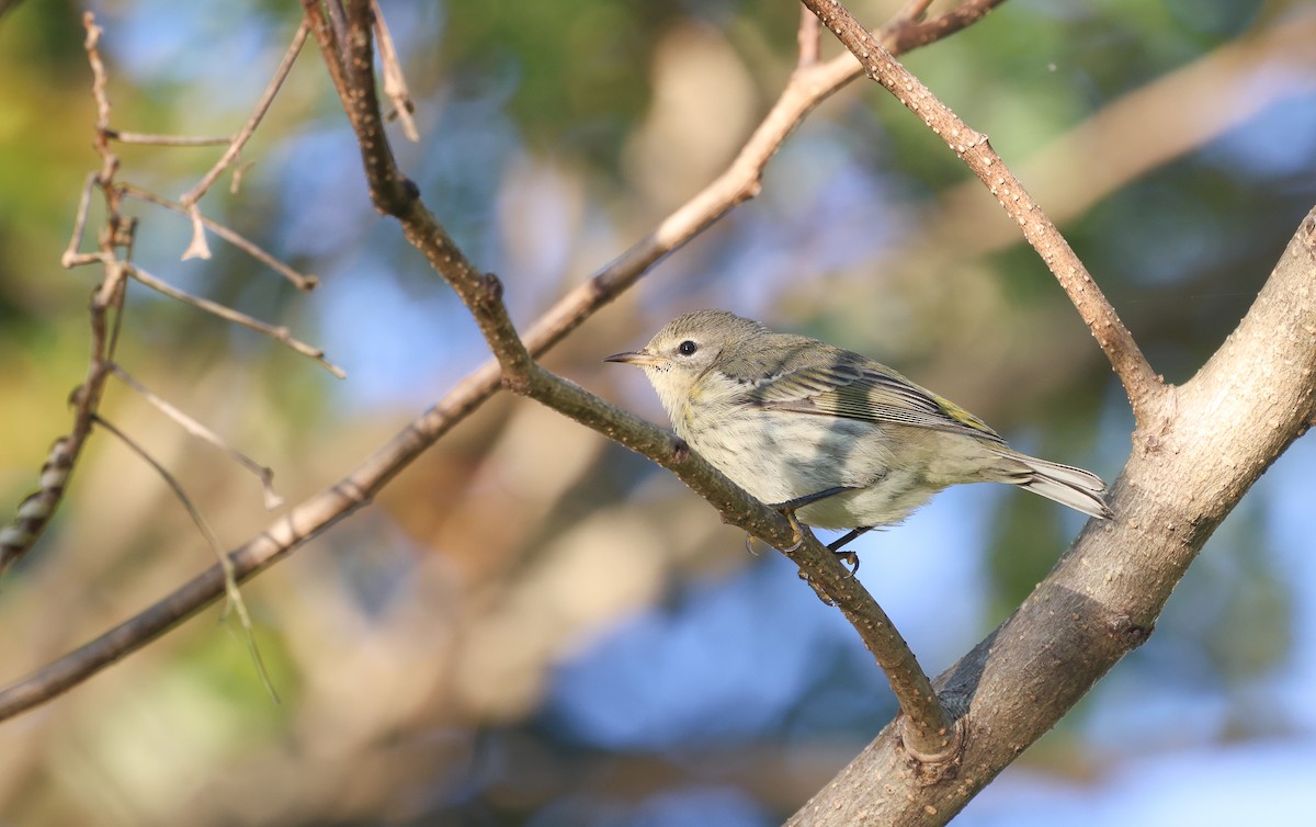 Cape May Warbler - ML625444768