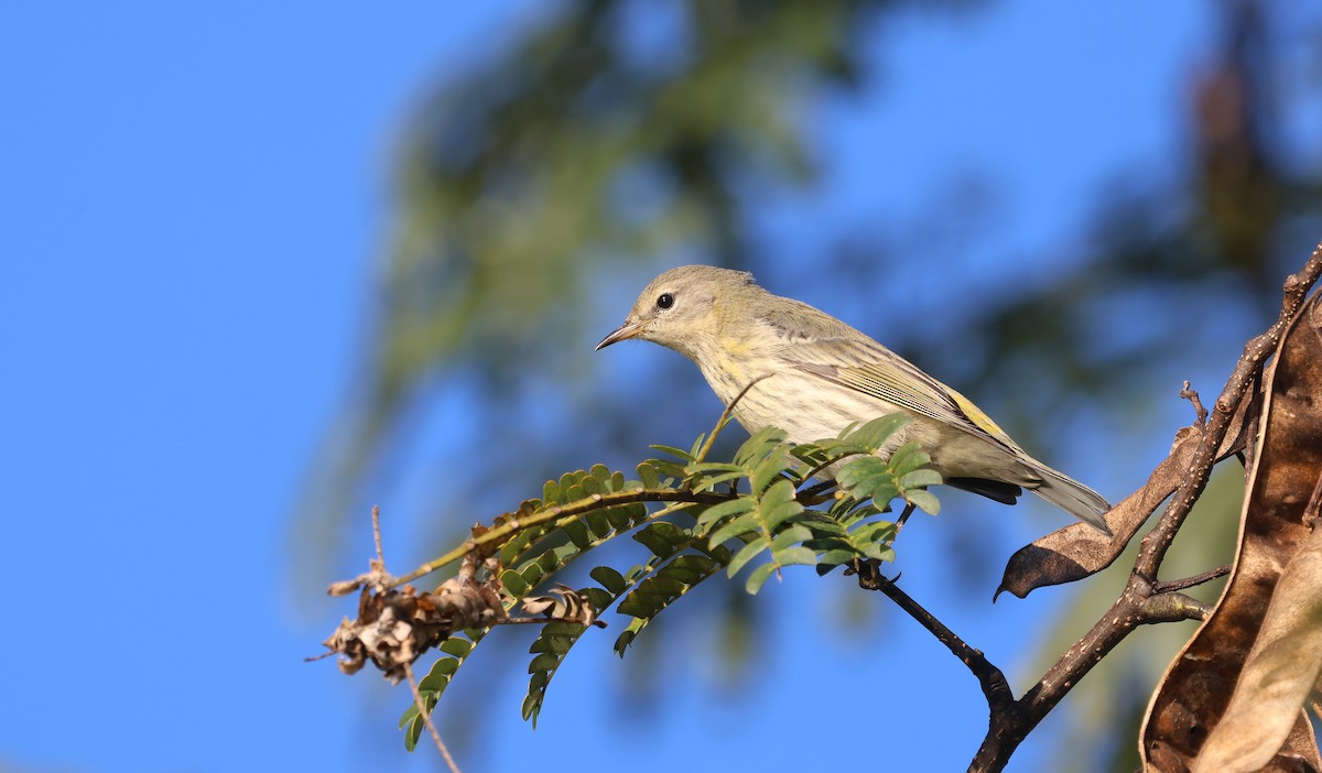 Cape May Warbler - ML625444769
