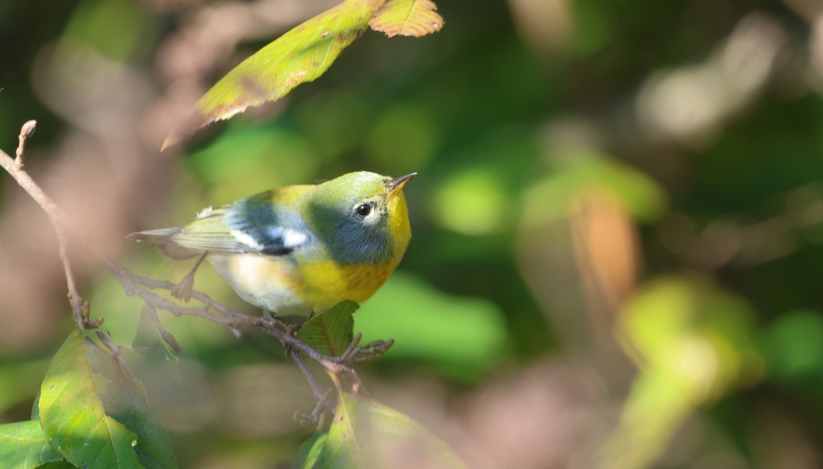 Northern Parula - ML625444773