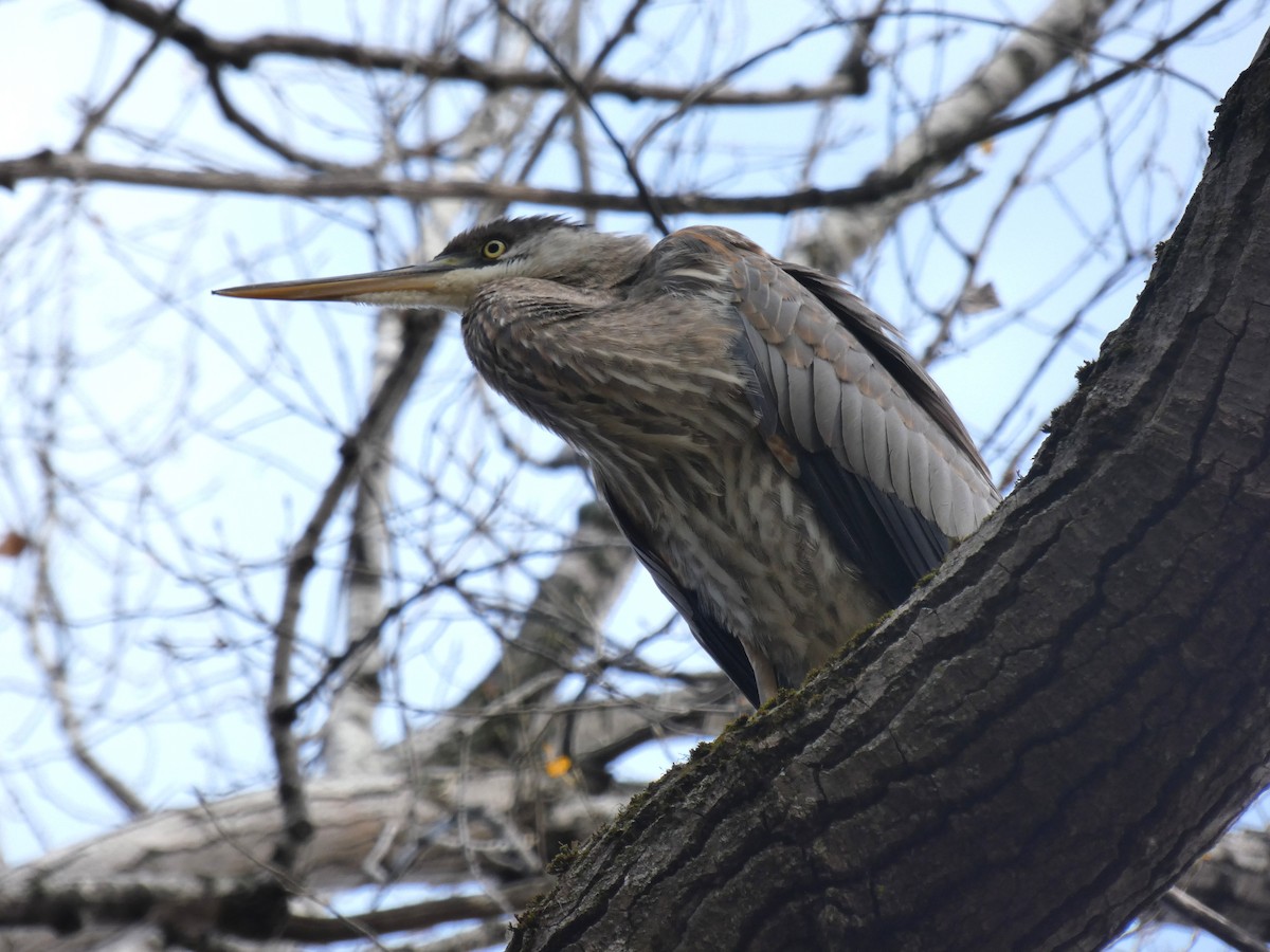 Great Blue Heron - ML625444797