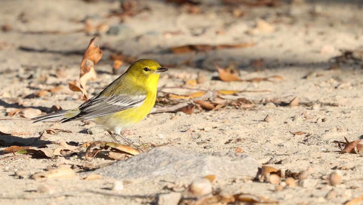 Pine Warbler - ML625444834