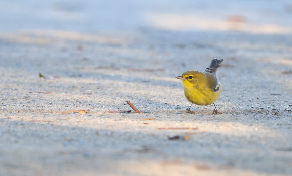 Pine Warbler - ML625444835