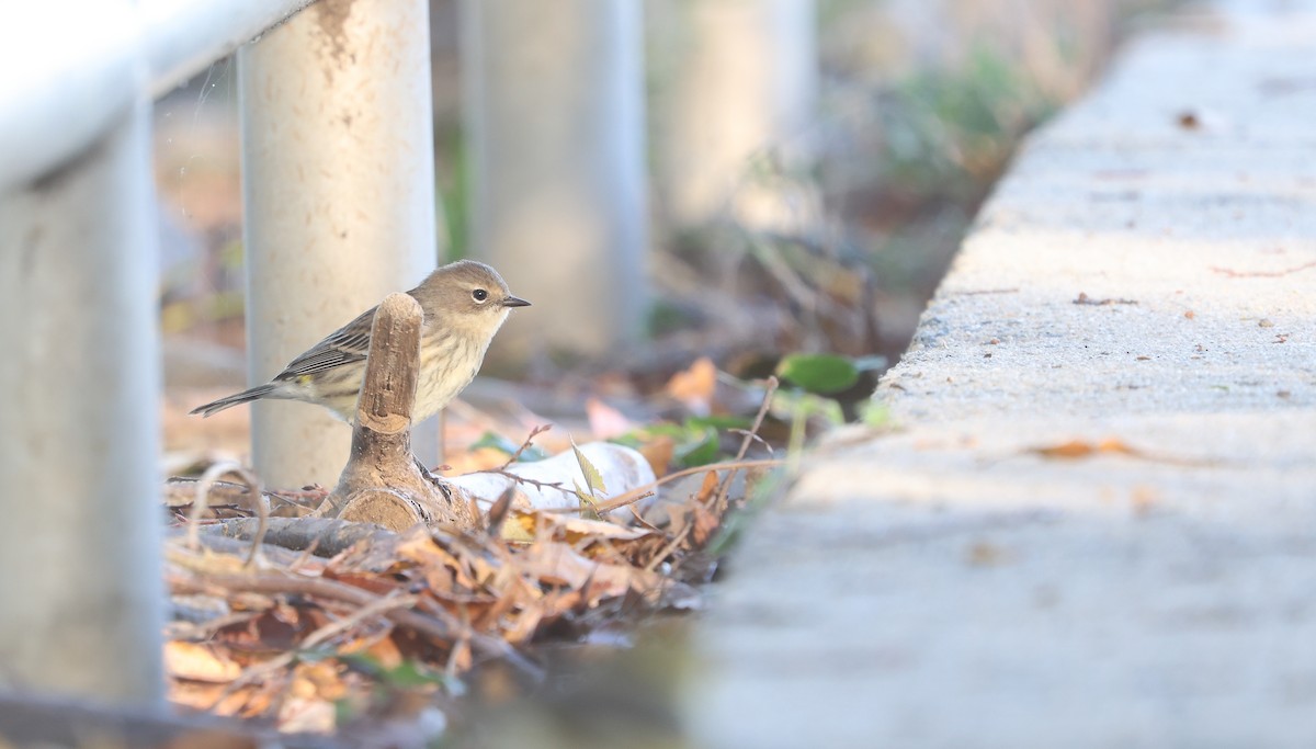 Yellow-rumped Warbler - ML625444838