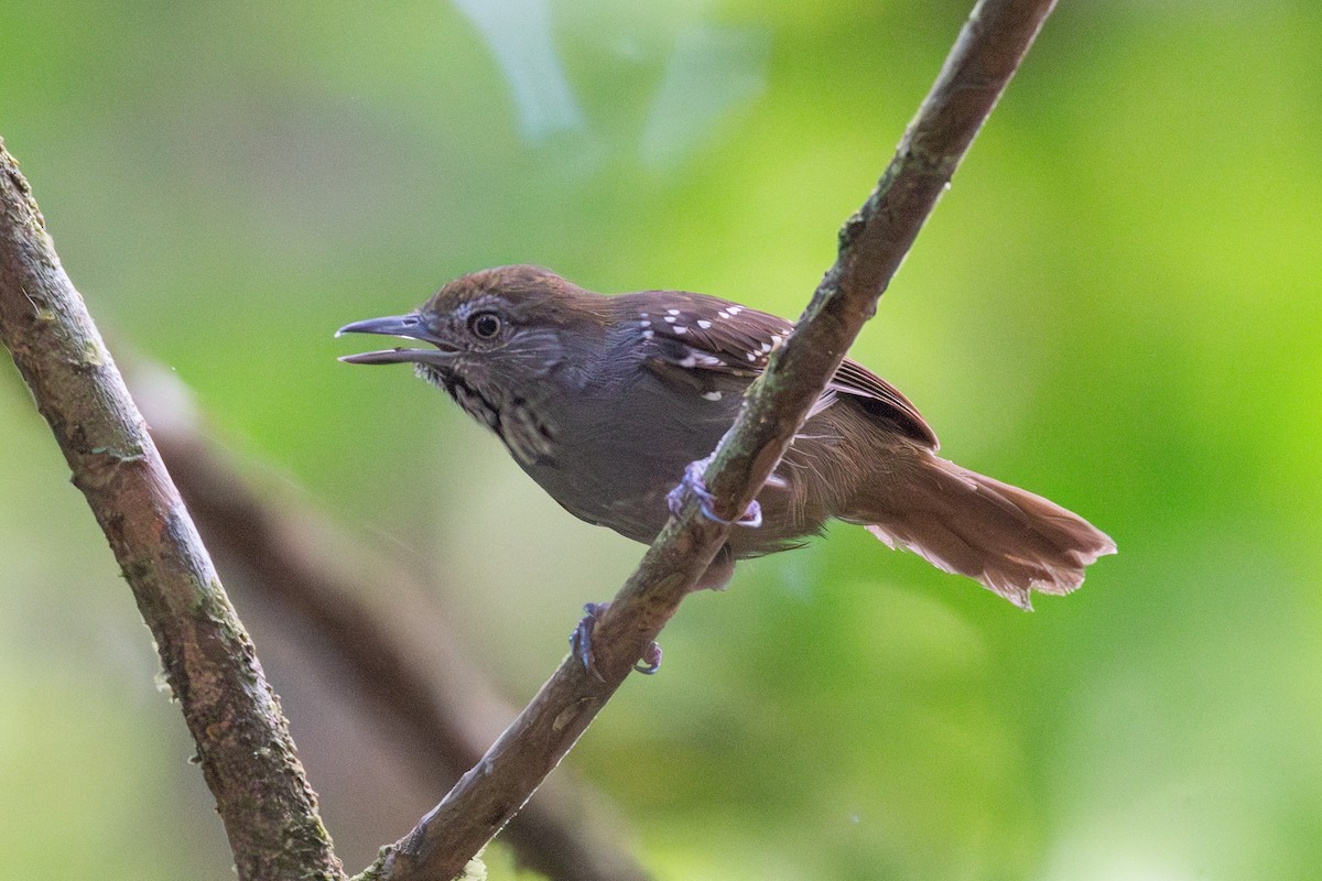 Brown-bellied Stipplethroat - ML625444861