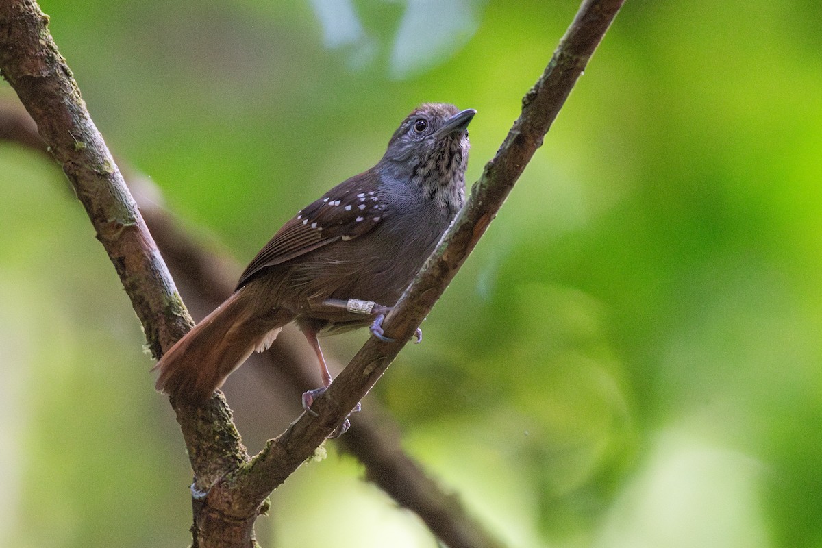 Brown-bellied Stipplethroat - ML625444862