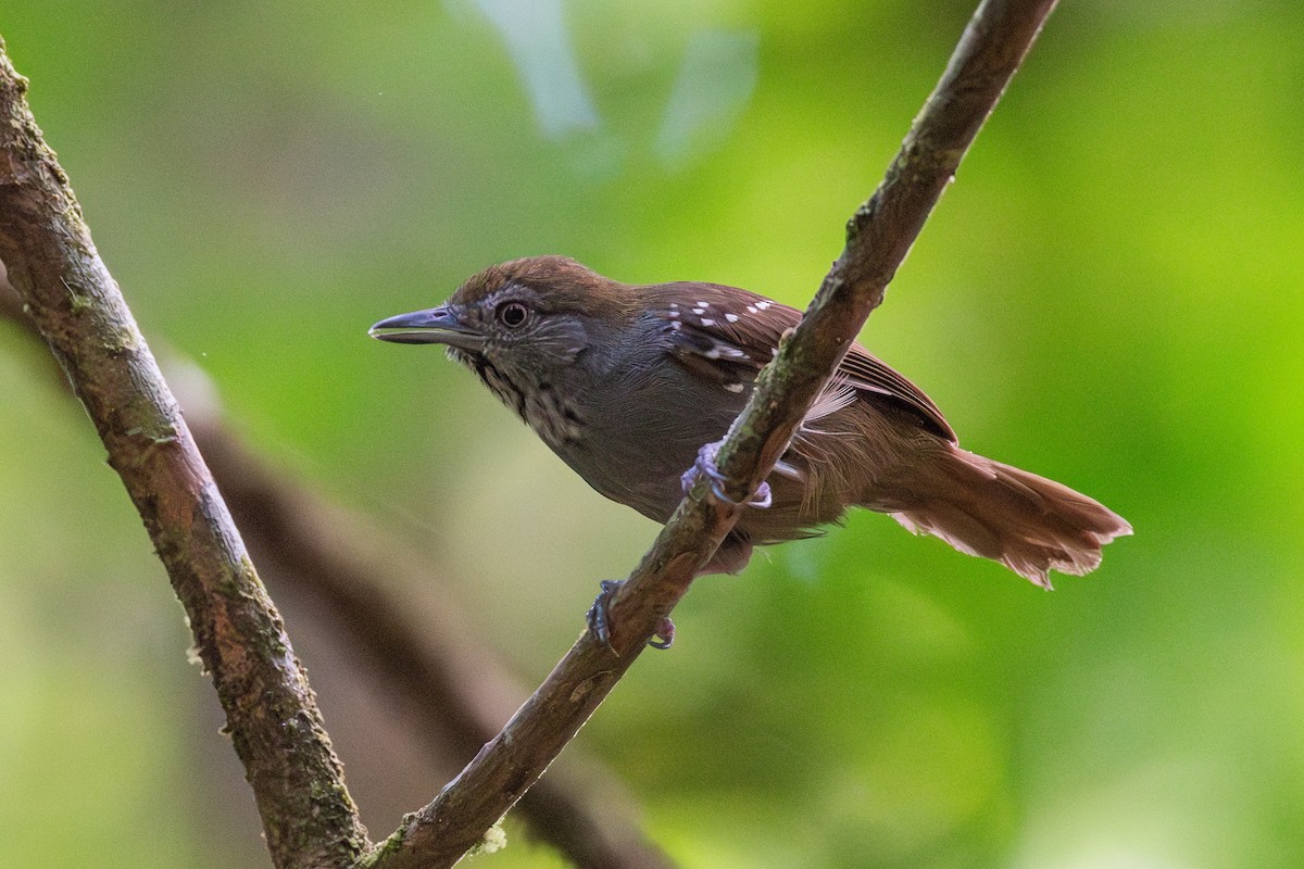 Brown-bellied Stipplethroat - ML625444863