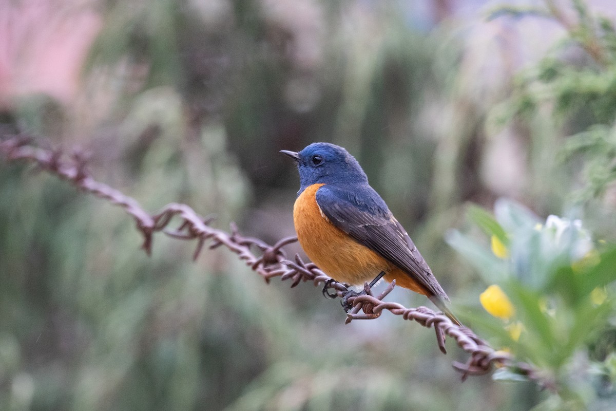 Blue-fronted Redstart - ML625444916